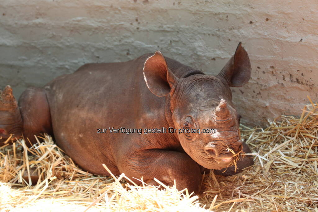 Ein Nashornwaise in der von VIER PFOTEN unterstützten Station Thula Thula in Südafrika - VIER PFOTEN: Nashornbabys in südafrikanischer Waisenstation grausam getötet (Fotocredit: Thula Thula), © Aussender (27.02.2017) 