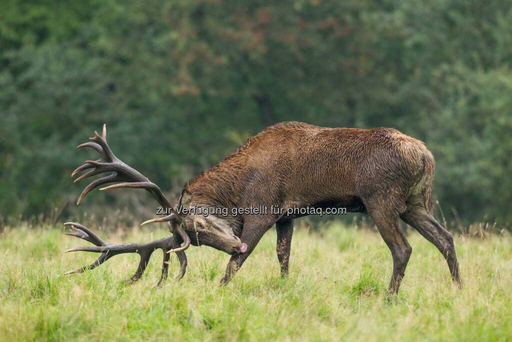 Hirsch aus dem 3D-Jagdfillm Halali - Österreichischer Agrarverlag Druck und Verlags Gesellschaft m.b.H. Nfg. KG: Halali_Hirsch (Fotocredit: Power of Earth), © Aussender (01.03.2017) 