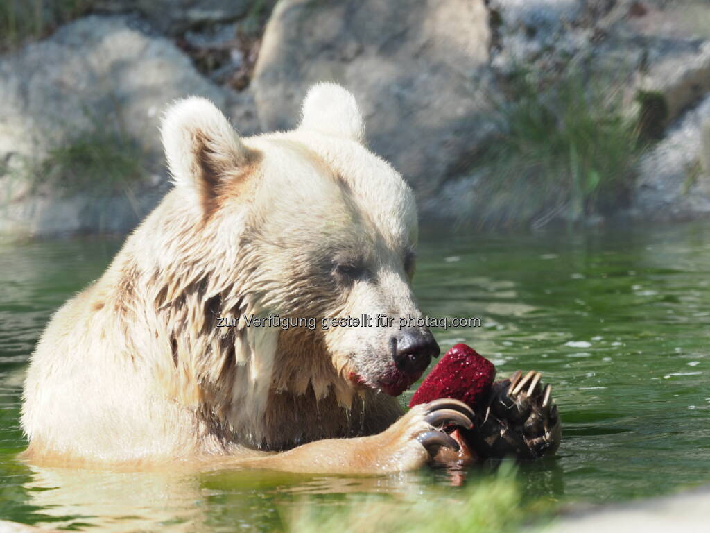 Bärin Liese im Teich mit einem Stück gefrorener Marmelade - VIER PFOTEN: „Leb wohl, Liese! Wir werden dich nie vergessen.“ (Fotocredit: VIER PFOTEN), © Aussender (10.03.2017) 