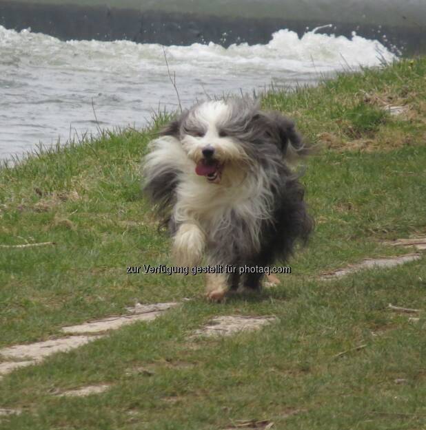 Bei langhaarigen Hunden ist die richtige Fellpflege besonders wichtig - VIER PFOTEN: Haarige Angelegenheit: VIER PFOTEN gibt Tipps zur Hundefellpflege (Fotocredit: VIER PFOTEN), © Aussender (15.03.2017) 