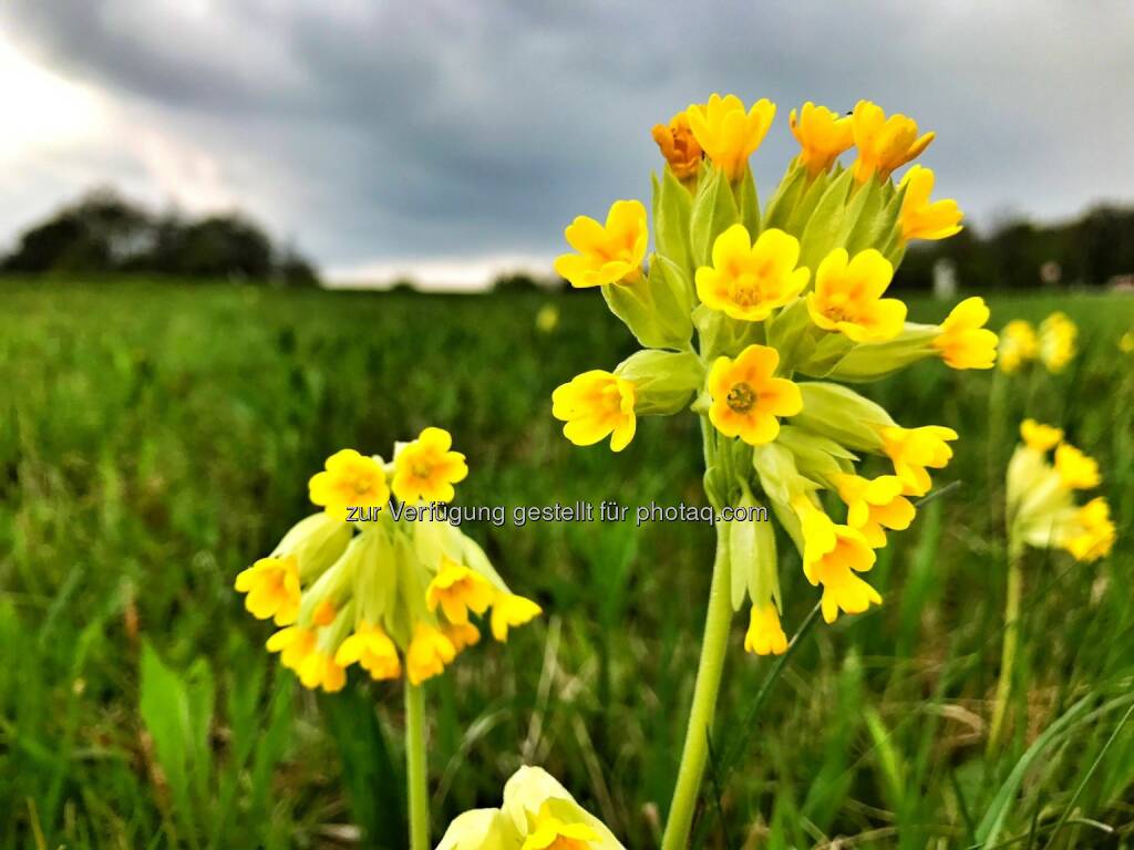 Schlüsselblume (17.04.2017) 