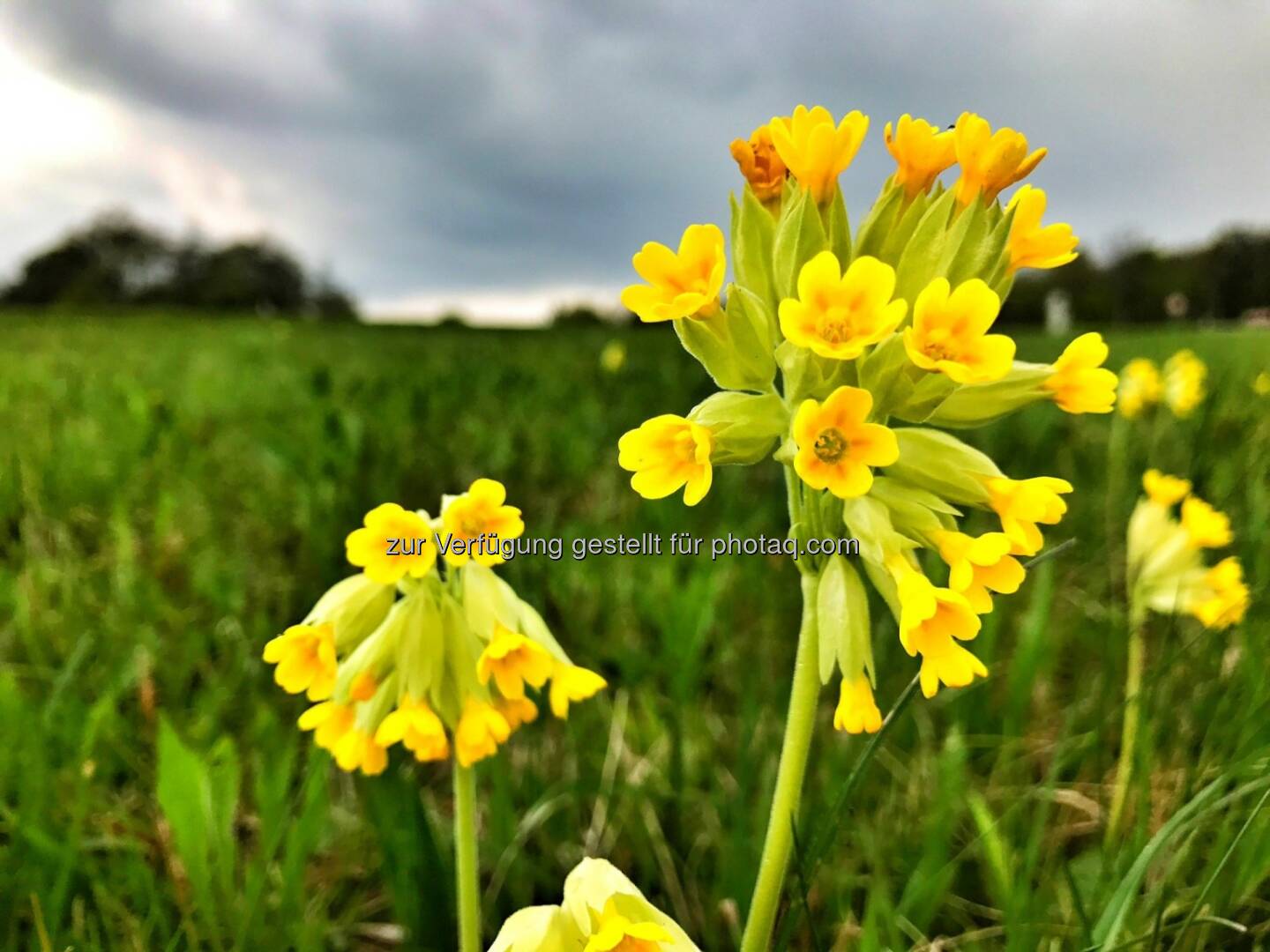 Schlüsselblume