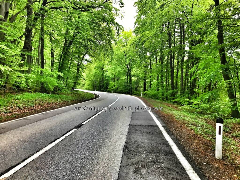 Straße, Wald (29.04.2017) 