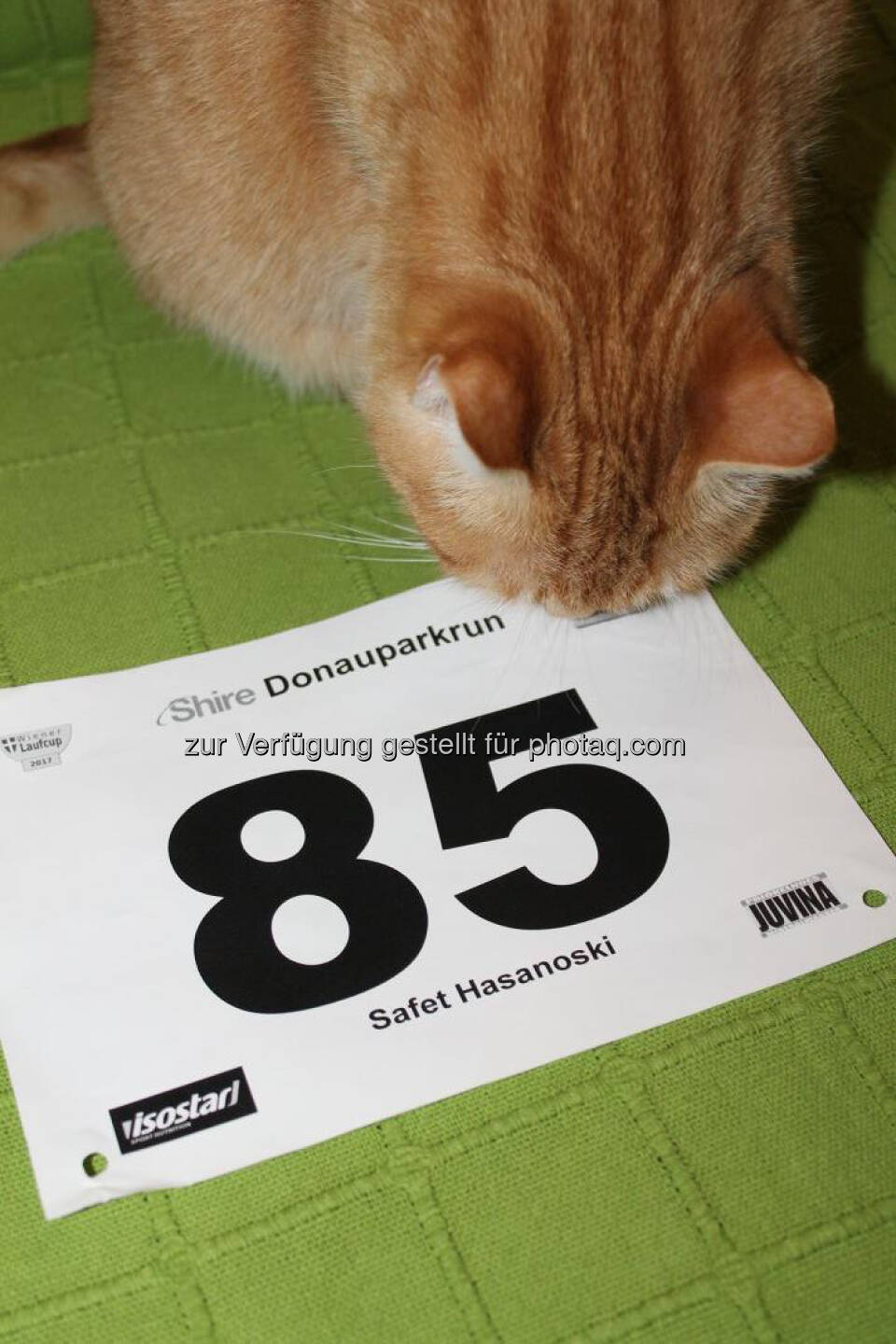 85, Katze, Startnummer