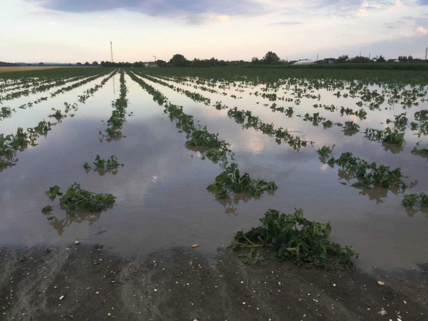 Österreichische Hagelversicherung VVaG: Unwetter mit Tornado, Überschwemmung, Schaden, Landwirtschaft, Bild: ÖHV