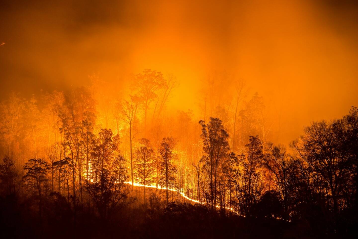 SIKO GmbH: Bald 40°C in Tirol und keiner reagiert, Waldbrand, Feuer, Hitze, Flammen, Bild: shutterstock