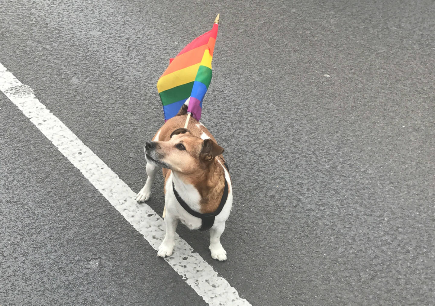 Hund Regenbogenparade 2017 Wien