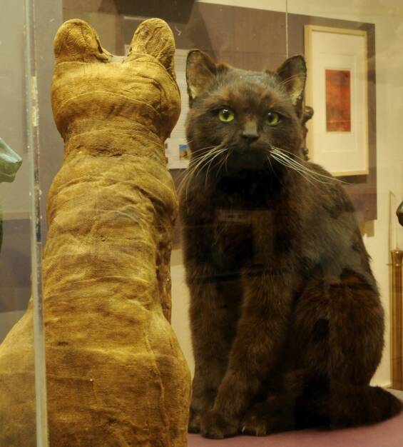 Naturhistorisches Museum: Am 8. August 2017 findet der Internationale Katzentag statt, schwarze Katze, Bild: NHM Wien (04.08.2017) 