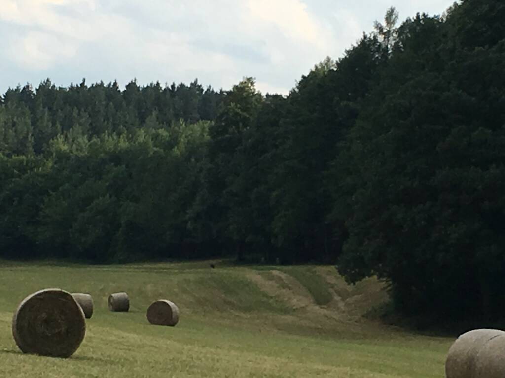 Wald, Heu, Heuballen, © diverse photaq (25.08.2017) 