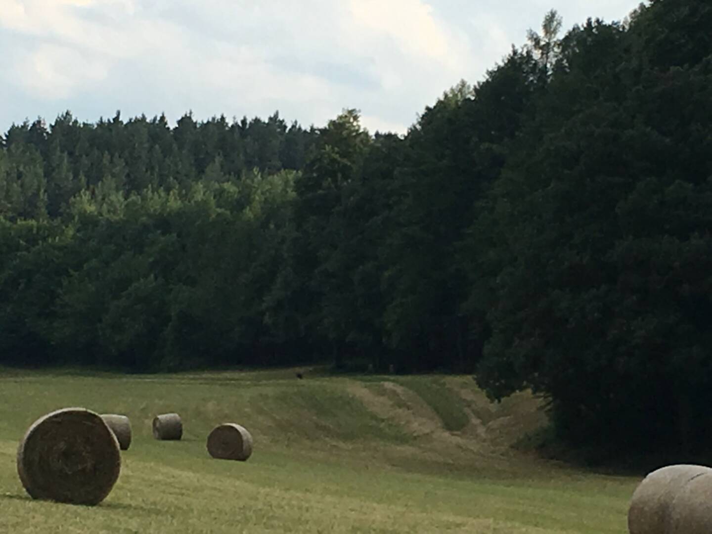 Wald, Heu, Heuballen