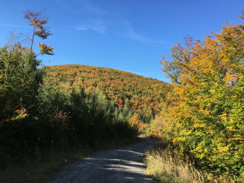Herbst, Wald, bunt, bunte Blätter, Wienerwald, © diverse photaq (16.10.2017) 
