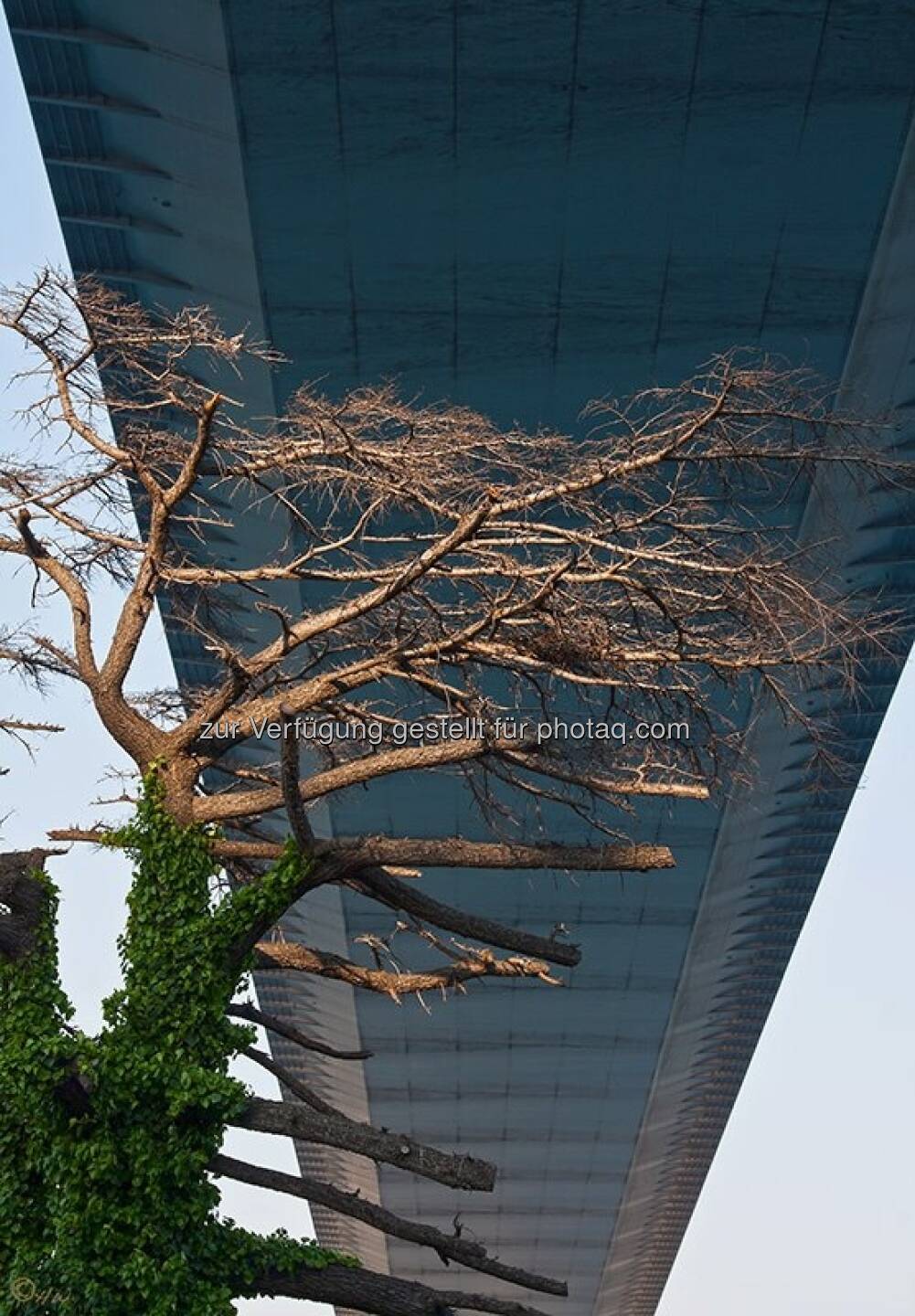 Brücke, Baum; Türkei, Istanbul
