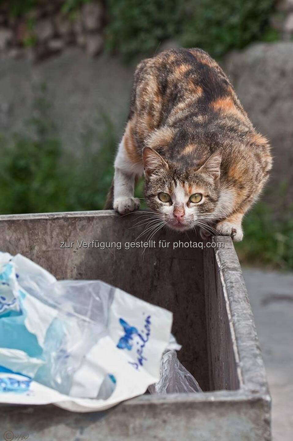 Katze, Müllcontainer; Türkei, Istanbul