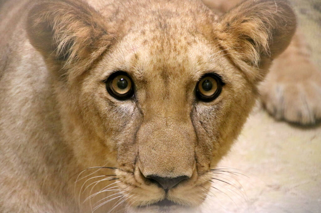 Tierwelt Herberstein: Löwin Amira – eine Prinzessin für den König; Zu den beiden Löwen Caesar und Simba hat sich mit Löwin Amira ein Weibchen gesellt; Fotocredit:Tierwelt Herberstein, © Aussender (08.02.2018) 