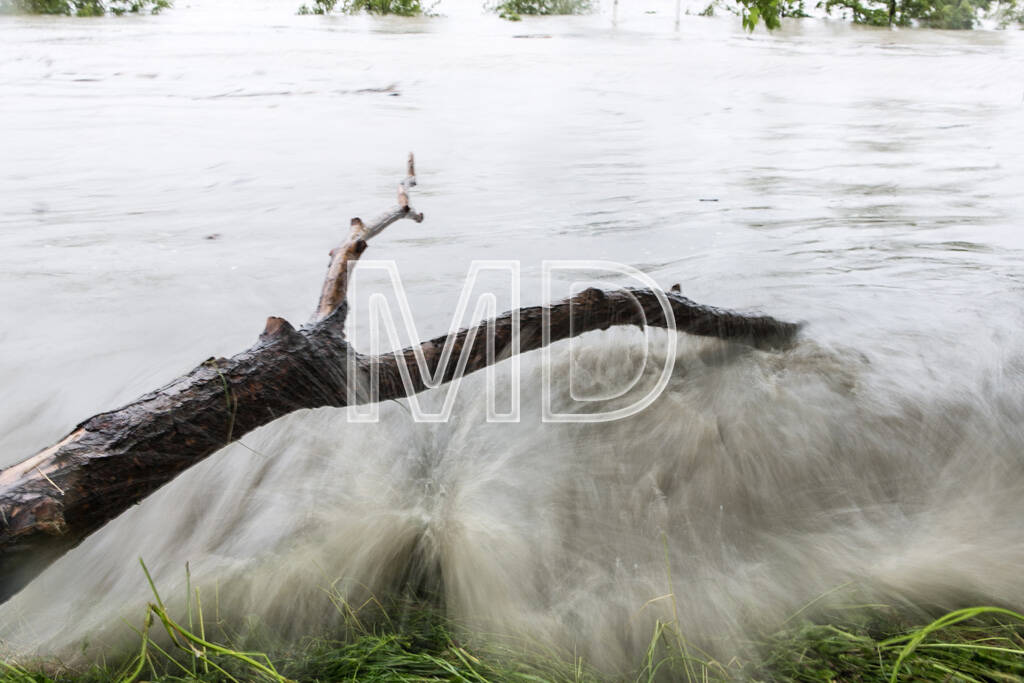 Hochwasser, Greifenstein, Ast, © Martina Draper (03.06.2013) 