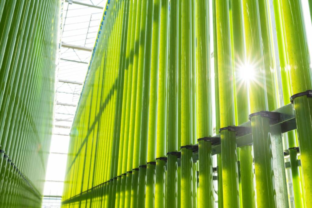 Einen zukunftweisenden Schritt setzte heute die eparella GmbH, eine Tochter der ecoduna AG, bei der Mikroalgenproduktion im industriellen Maßstab. Nach erfolgreichen Jahren der Forschung und Entwicklung ist nun, nach 11 Monaten Bauzeit, auf einer Fläche von über 10.000m2 eines der weltweit größten Mikroalgen-Wachstumssysteme entstanden. Insgesamt soll nach dem Vollausbau - im Jahr 2021 - eine Kapazität von bis zu 300t Biomasse generiert werden; in der derzeitigen Ausbaustufe sind es jährlich 100t trockene Algenbiomasse. Die Baukosten betrugen 18 Mio. Euro. Bild: ecoduna, © Aussendung (22.03.2018) 