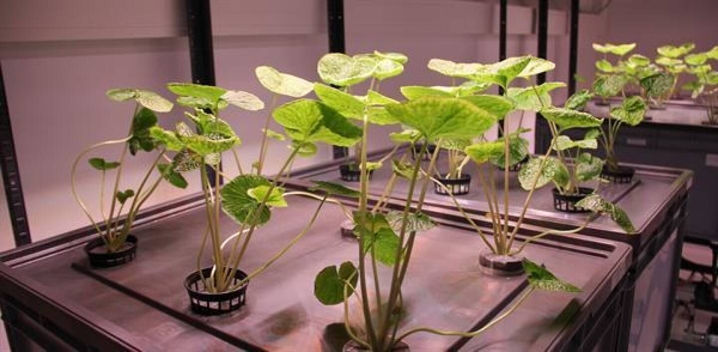 Als Vorreiter im deutschsprachigen Raum revolutioniert ein burgenländisches Unternehmen den Wasabi-Anbau. In Oberwart errichtet PHYTONIQ WASABI eine eigens entwickelte aeroponische Indoor-Farming-Anlage mit einer Produktionsfläche von 2.300 m2. Diese ermöglicht die schwierige Kultivierung von Wasabi ganzjährig und ist deutlich umweltschonender als konkurrierende Anbausysteme. Neben der Gastronomie ist vor allem die Pharmaindustrie ein wichtiger Abnehmer von Wasabi. Ab 11. April wird über ein Crowdfunding bei GREEN ROCKET der Bau der Produktionsstätte kofinanziert, schnellentschlossene Investoren erhalten 7 % Fixzins sowie eine zusätzliche Erfolgsbeteiligung. Bild: Copyright: PhytonIQ GmbH