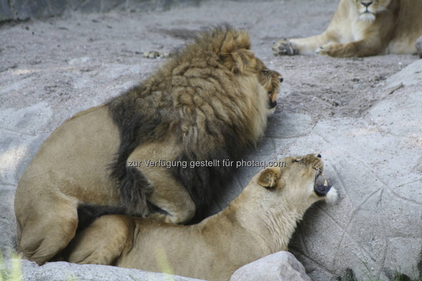 Löwen im Tierpark Hagenbeck in Hamburg 