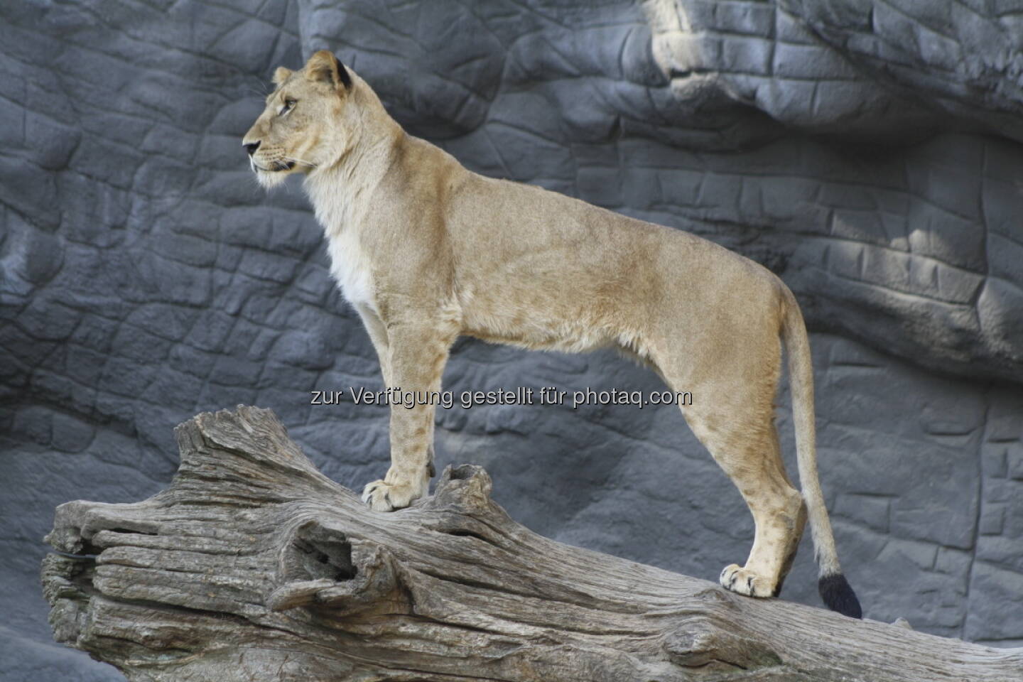 Löwen im Tierpark Hagenbeck in Hamburg 