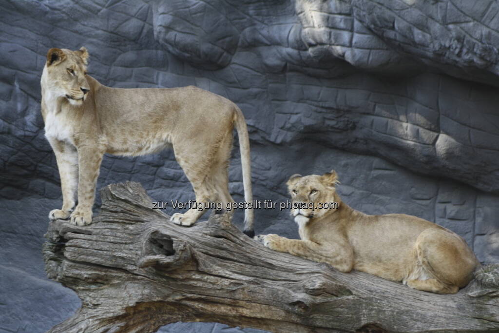 Löwen im Tierpark Hagenbeck in Hamburg , © Birgit Zabel (11.06.2013) 