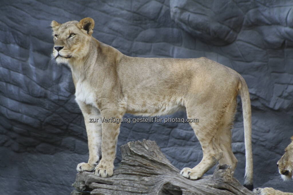 Löwen im Tierpark Hagenbeck in Hamburg , © Birgit Zabel (11.06.2013) 