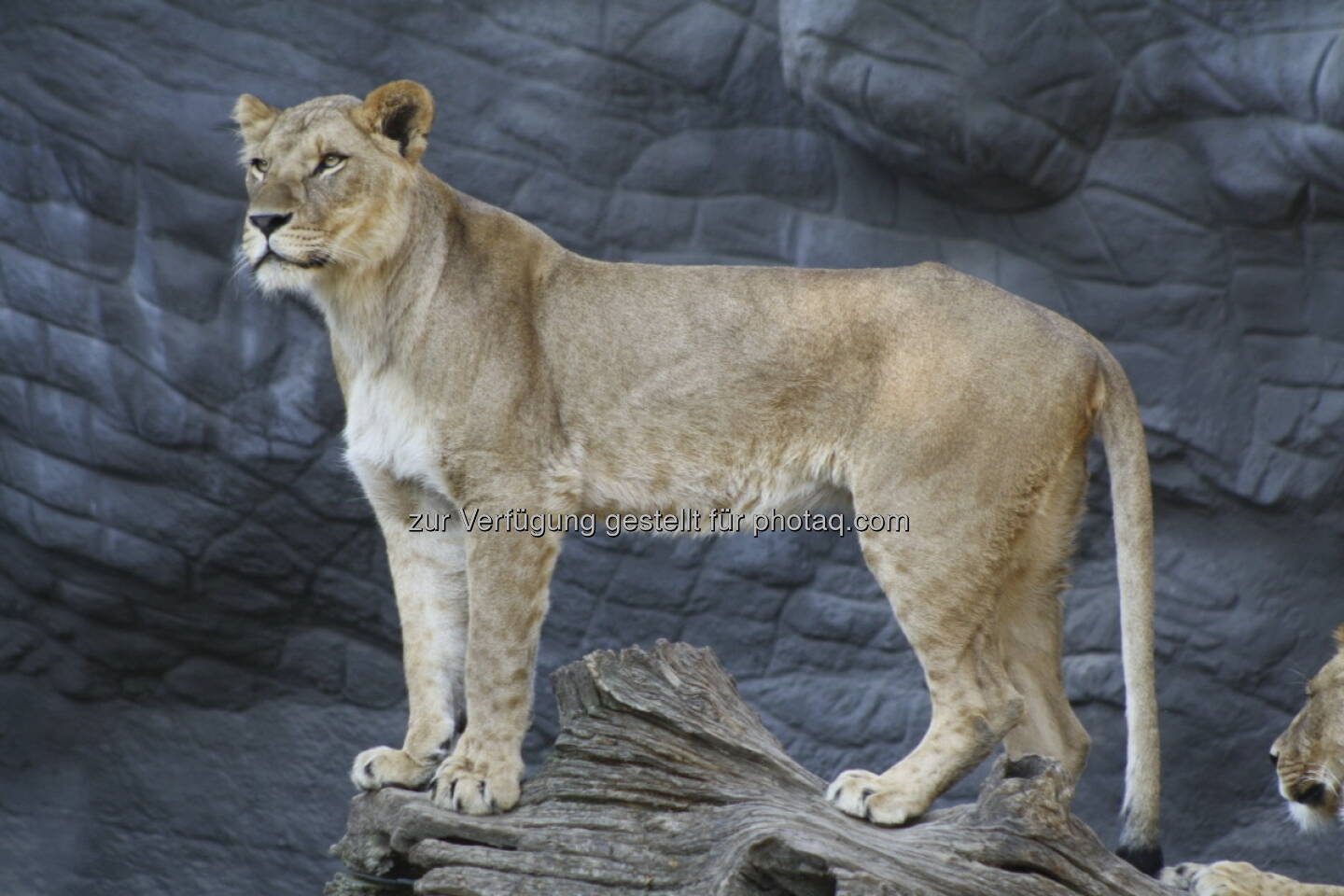 Löwen im Tierpark Hagenbeck in Hamburg 