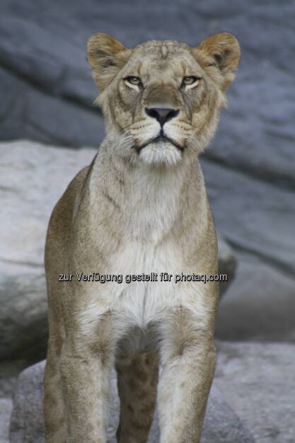 Löwen im Tierpark Hagenbeck in Hamburg , © Birgit Zabel (11.06.2013) 