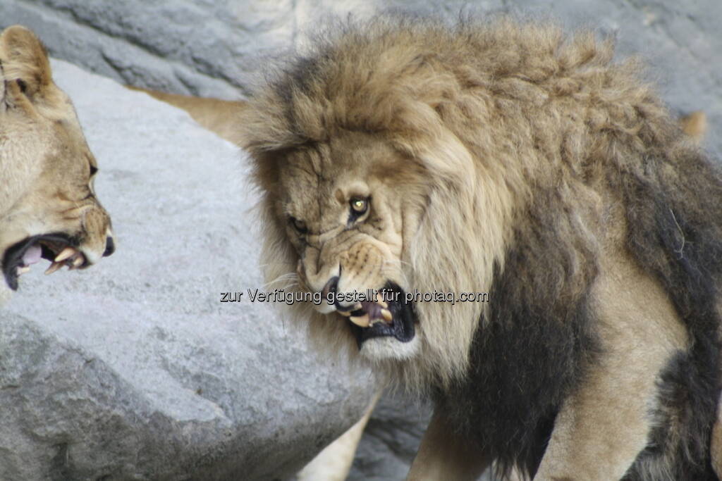 Löwen im Tierpark Hagenbeck in Hamburg , © Birgit Zabel (11.06.2013) 