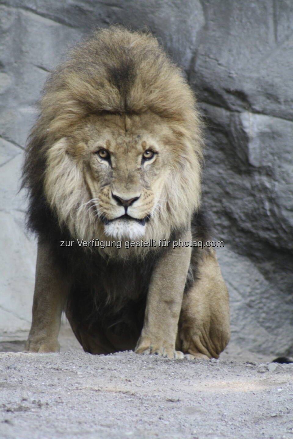 Löwen im Tierpark Hagenbeck in Hamburg 