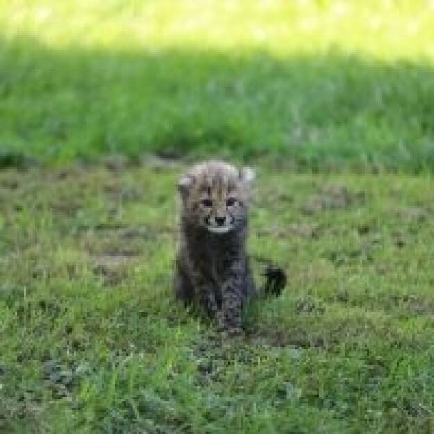 Am 25. Mai 2018 erblickte Geparden-Nachwuchs – 3 Jungs und ein Mädchen – das Licht der Welt im Salzburger Zoo. Palfinger übernimmt die Patenschaft für eines dieser Geparden-Babies. Seit Ende Juli ist Palfinger nun Pate von dem kleinen Geparden-Mädchen des Wurfs. Eine interne, Österreichweite Mitarbeiterumfrage half bei ihrer Namensfindung: sie hört nun auf den Namen Niara. Dieser hat die Bedeutung, dass die Kleine für „etwas Großes bestimmt“ ist. Mit unserer Patenschaft unterstützen wir den Zoo nicht nur z.B. bei der Versorgung mit Futter, sondern finanzieren auch die Errichtung eines Futterlifts, so Sprecher Hannes Roither in einem Company-Blog. Bildquelle: palfinger.ag, © Aussender (28.08.2018) 