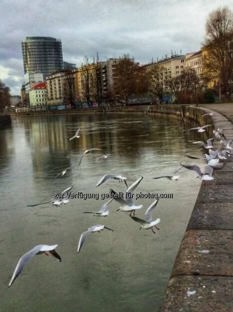 Donaukanal (09.01.2019) 