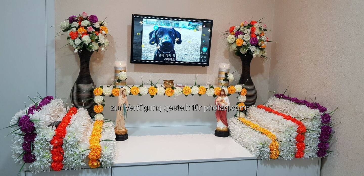 Christliches Begräbnis für den treuen Wegbegleiter, Hund Koex, Seoul. Straßenhund aus den USA, der in Korea seine Famile gefunden hatte. 28.4.19