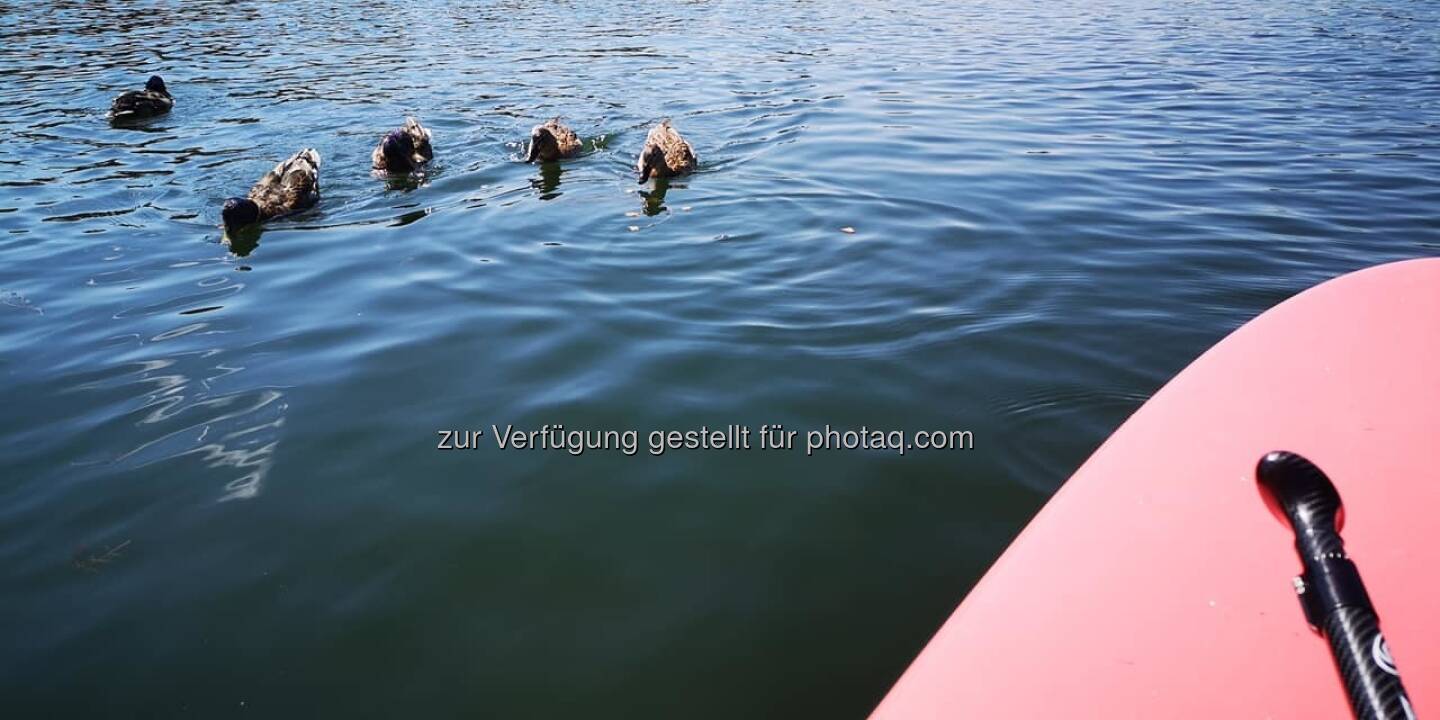 Enten Wasser