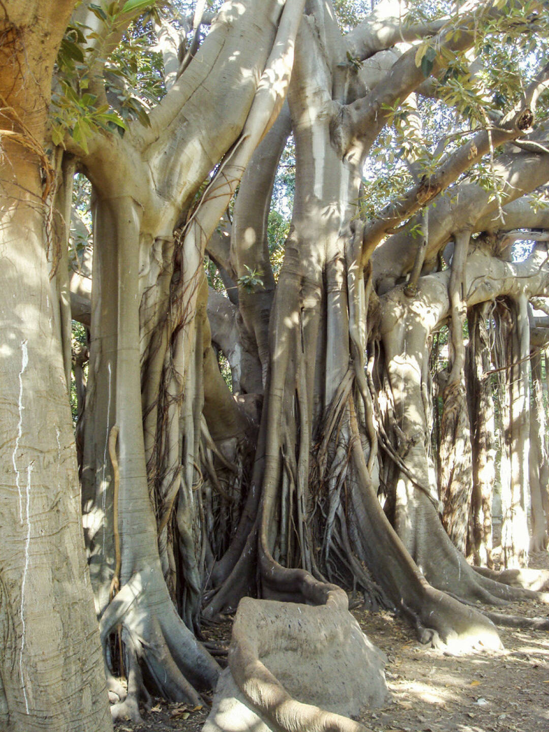 Gummibaum, Sizilien