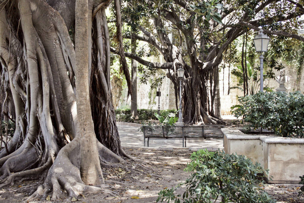 Gummibäume, Palermo, Sizilien, © Gabriele Hartweger (05.07.2013) 