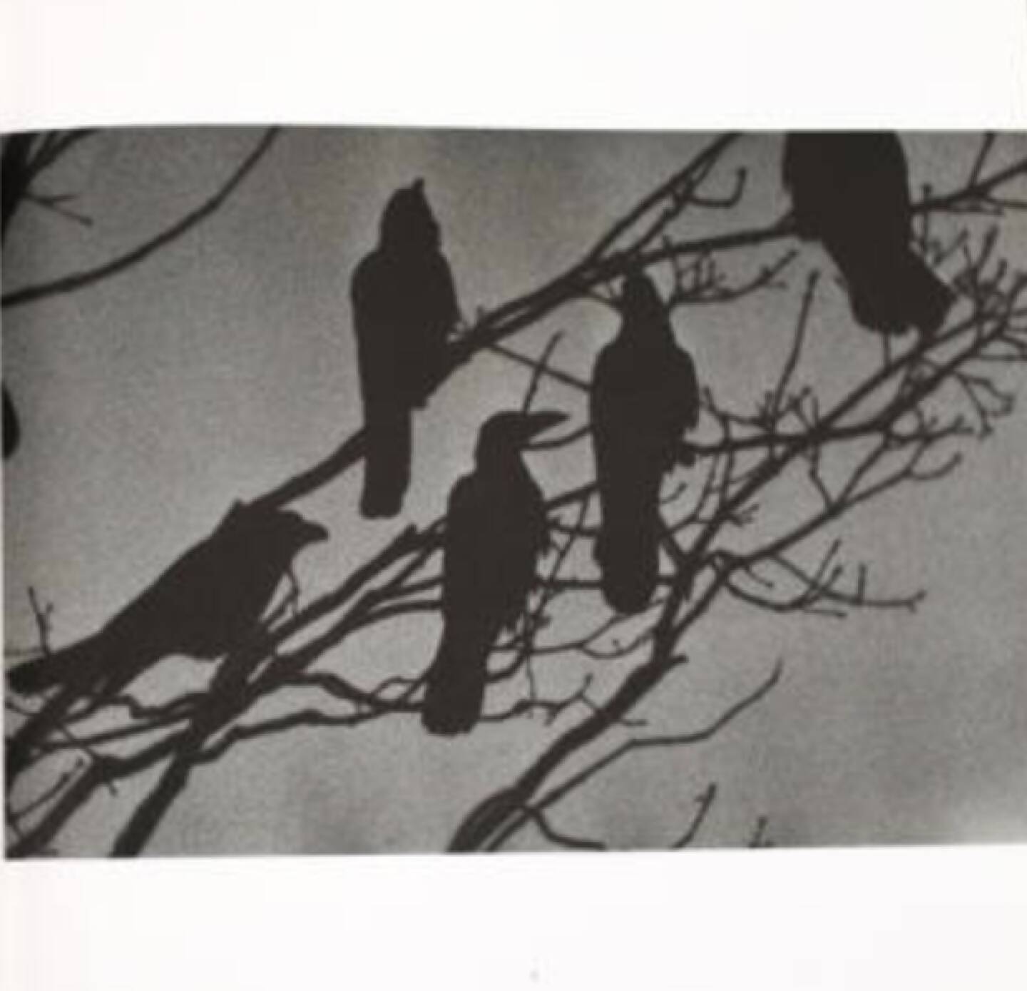 eine Seite aus Masahisa Fukase - Karasu, Ravens, 2000-3500 Euro - http://www.josefchladek.com/book/masahisa_fukase_-_karasu_ravens