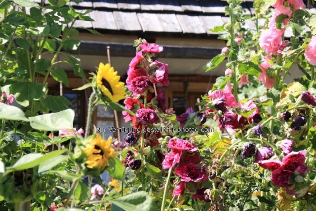 Blumen; Alpbach, © Susanne Lederer-Pabst (10.07.2013) 