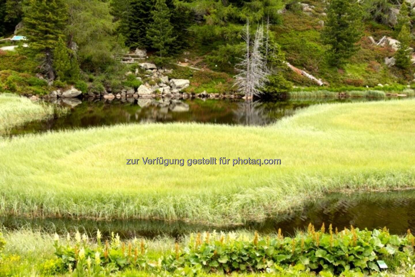 Wasser, Wiese; Alpbach