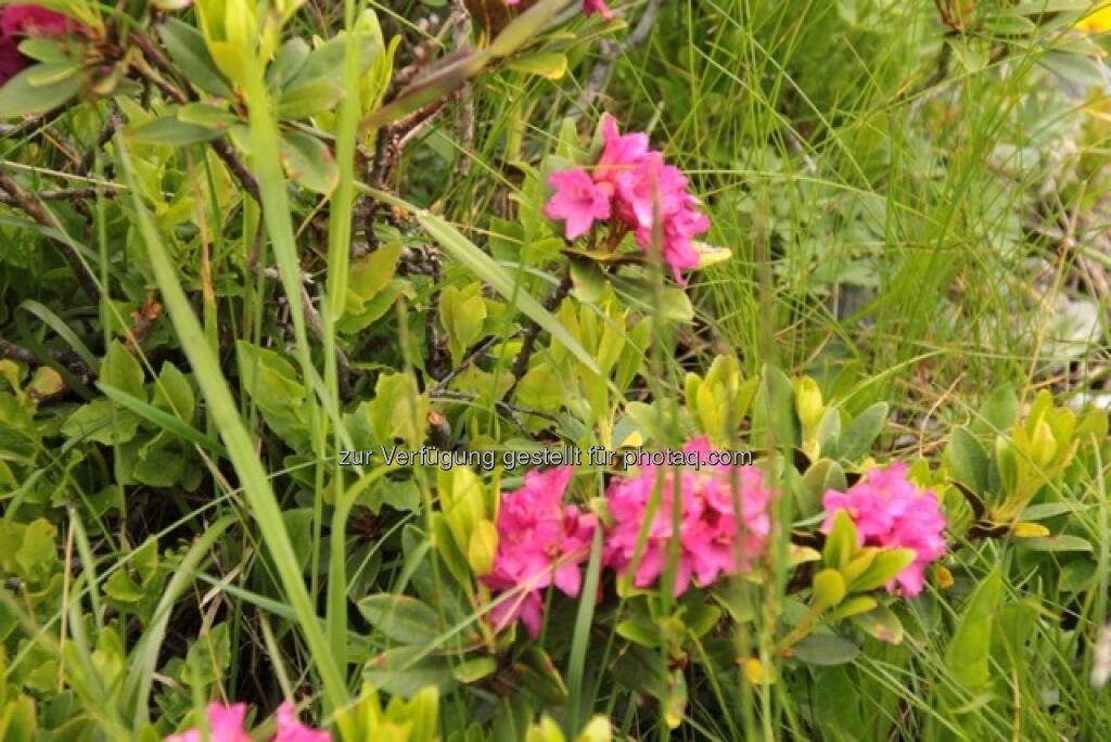 Blumen; Alpbach, © Susanne Lederer-Pabst (10.07.2013) 