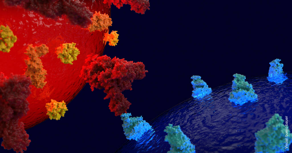 Die Bewältigung der COVID-19 Pandemie stellt eine noch nie dagewesene Herausforderung für das Gesundheitssystem und die Volkswirtschaft Österreichs dar. 20 Wiener Forschungsinstitute wollten Verantwortung in der Krise übernehmen und haben sich zur Vienna COVID-19 Diagnostics Initiative (VCDI) zusammengeschlossen. Ziel ist es, eine neue Test-Pipeline zur etablieren und eine Reihe von Hoch-Durchsatz-Tests zu entwickeln, um das SARS-CoV-2 Virus besser bekämpfen zu können. Oberflächen-Proteine des Virus (rot) können an Proteine auf der Oberfläche menschlicher Zellen (blau) andocken. Durch dieses Schlüssel-Schloss-Prinzip dringt der Virus in eine Zelle ein und infiziert sie. Credit: buero bauer, © Aussender (05.04.2020) 