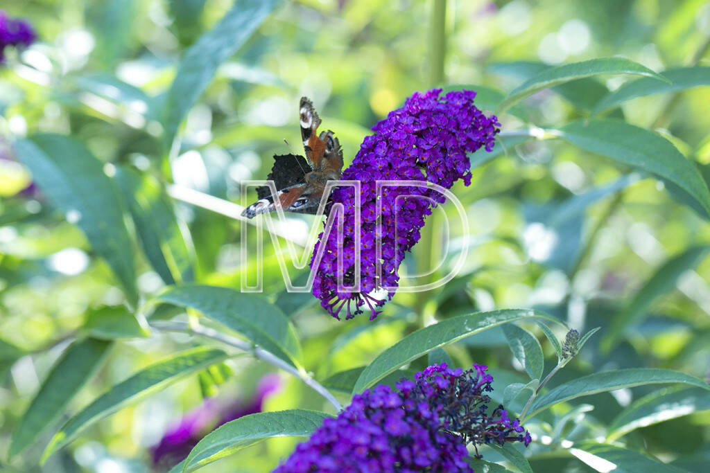 Schmetterlinge auf Sommerflieder, © www.martina-draper.at (15.07.2013) 