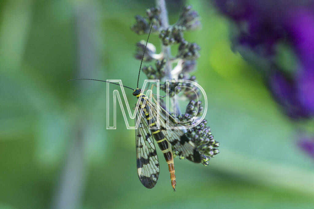 Insekt, © www.martina-draper.at (15.07.2013) 