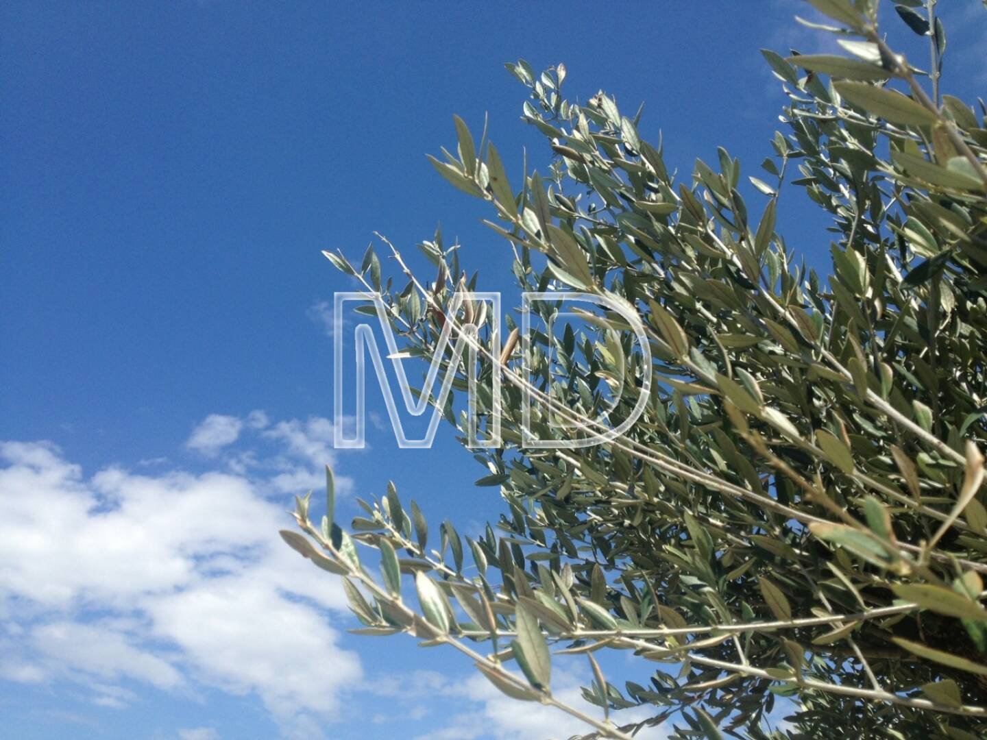 Olivenbaumblätter