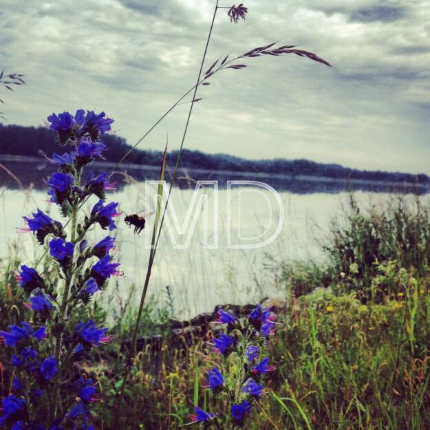 Donau, Blumen, Hummel, © www.martina-draper.at (31.07.2013) 