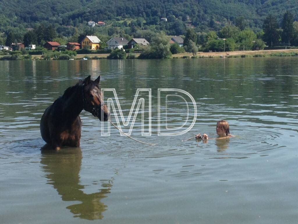 Pferd, Wasser, © www.martina-draper.at (03.08.2013) 