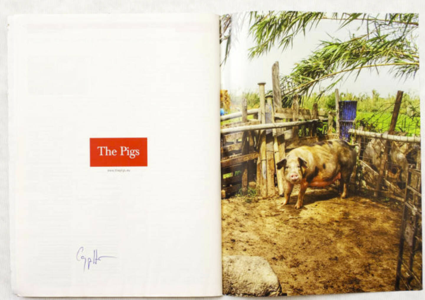 Schwein, The Pigs, (c) Carlos Spottorno (Phree und RM Verlag)