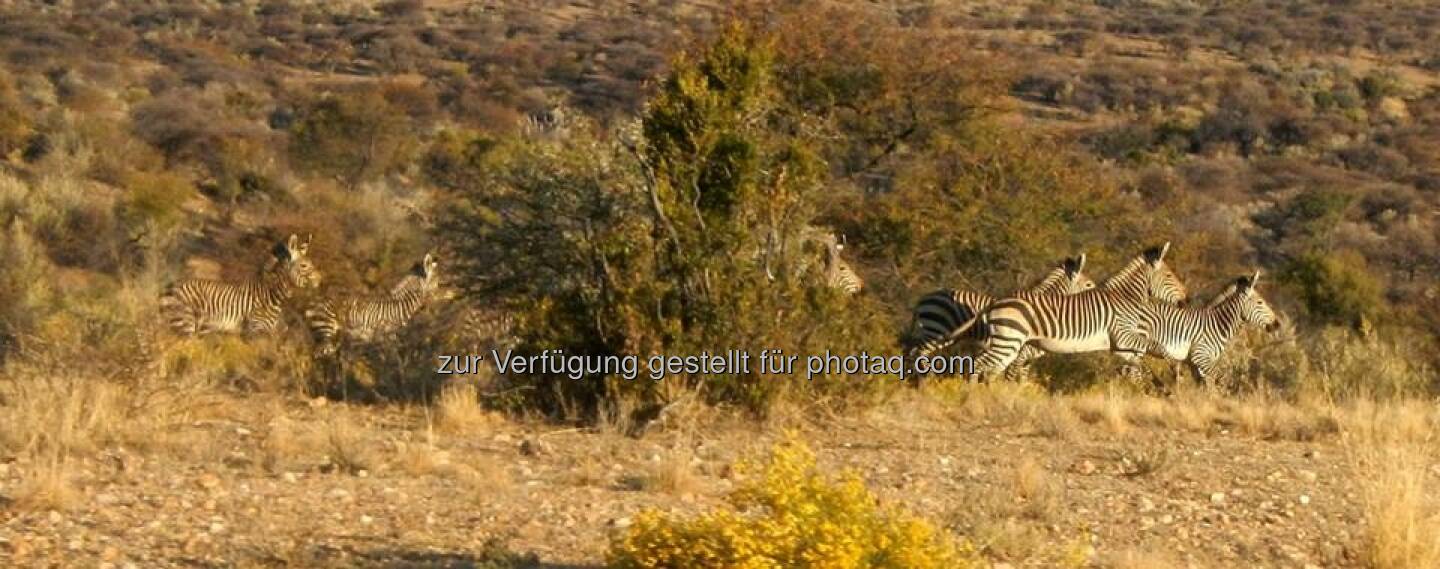 Namibia, Zebra