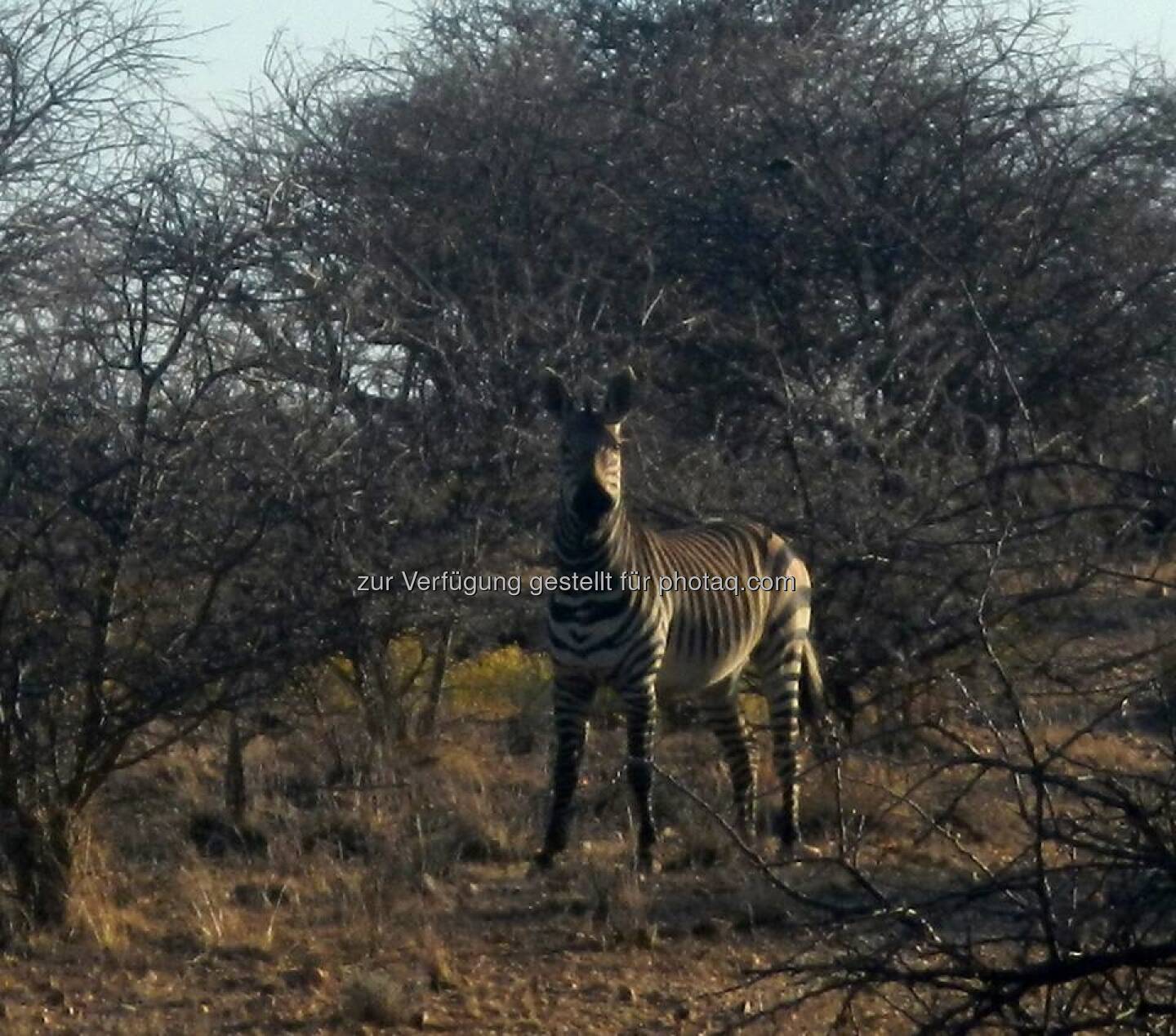 Namibia, Zebra