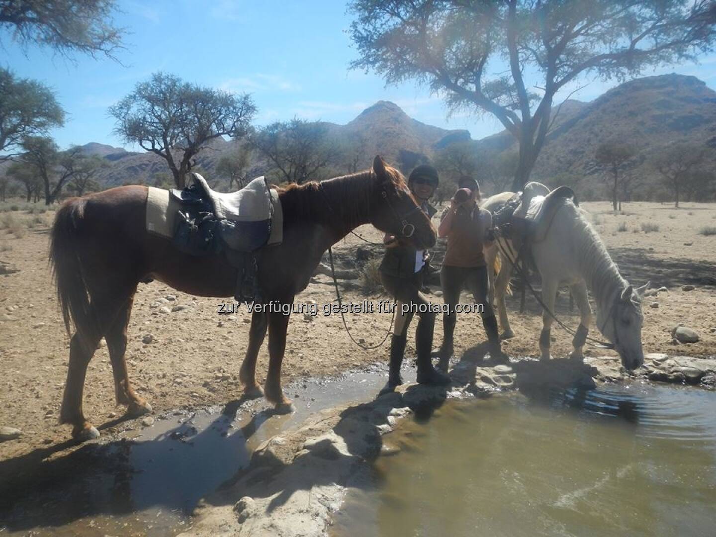 Namibia, Pferde