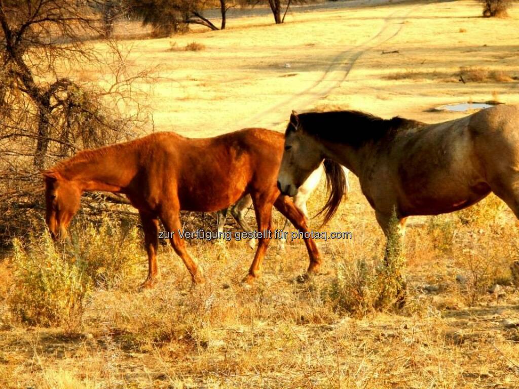 Namibia, Pferde, © Judith Schreiber (24.08.2013) 